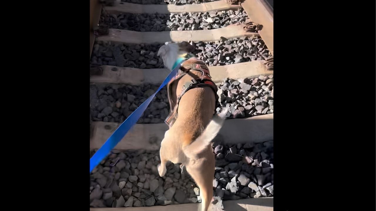 A Lost Dog Miraculously Survives Nearly 2 Days in San Francisco Train Tunnel
