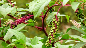 file-photo-pokeweed.