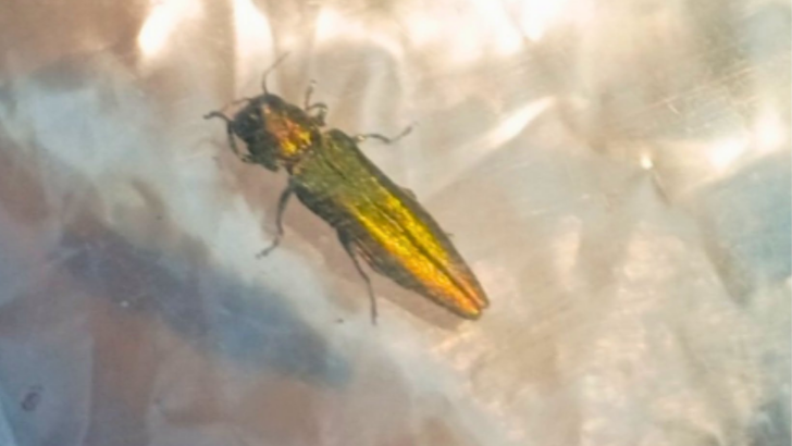 Destructive Beetle That Has Killed 100 Million Ash Trees Detected In Washington
