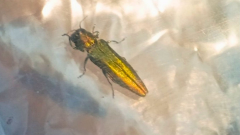 invasive-bug