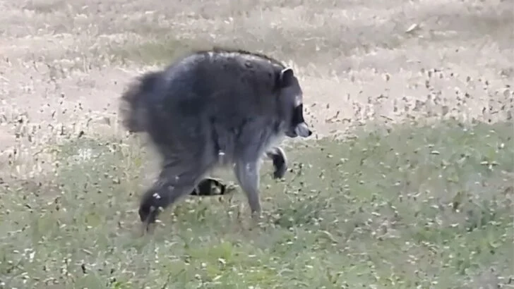 Seattle Mariners Give Viral Local Raccoon Jimothy His Own Theme Night
