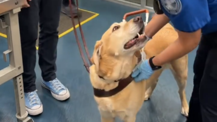 Guide Dog Goes Viral for His TSA Pat-Down, And His Handler Shares a Lesson