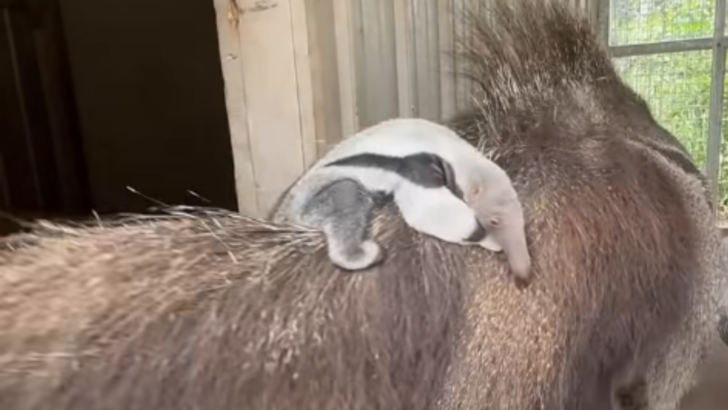 Meet the First Baby Giant Anteater Ever Born at a Kansas Wildlife Park