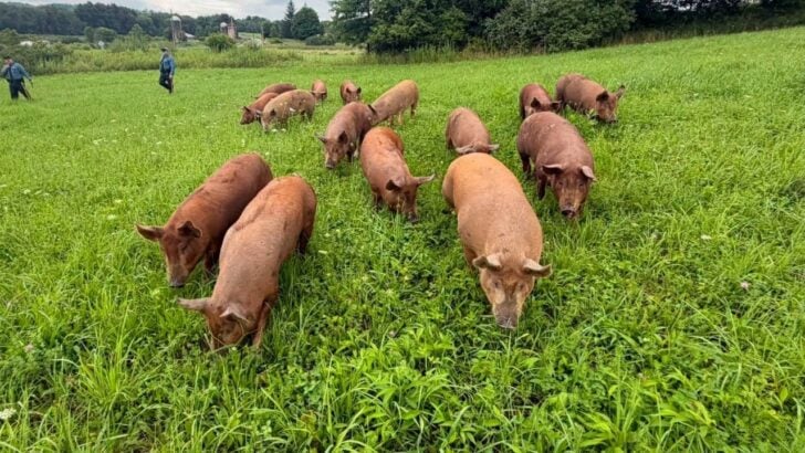 Escaped Pigs Cause Chaos on a Rural New Jersey Road