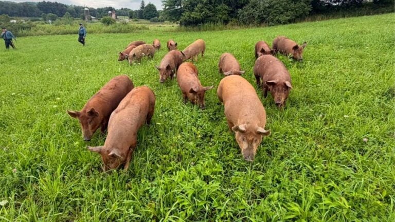 pigs on a farm