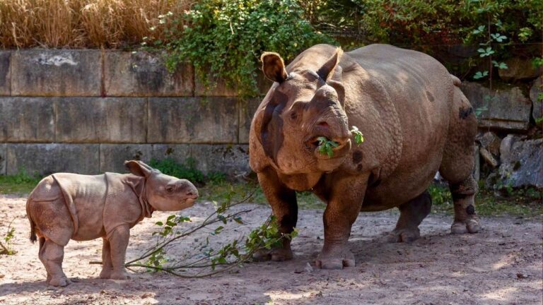 rhinos in ireland zoo