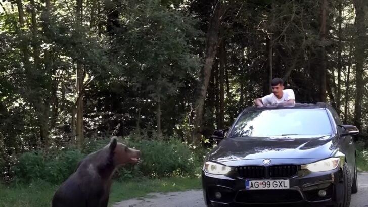 Tourists Are Feeding Romania’s Roadside Bears as Officials Nearly Double Hunting Quota