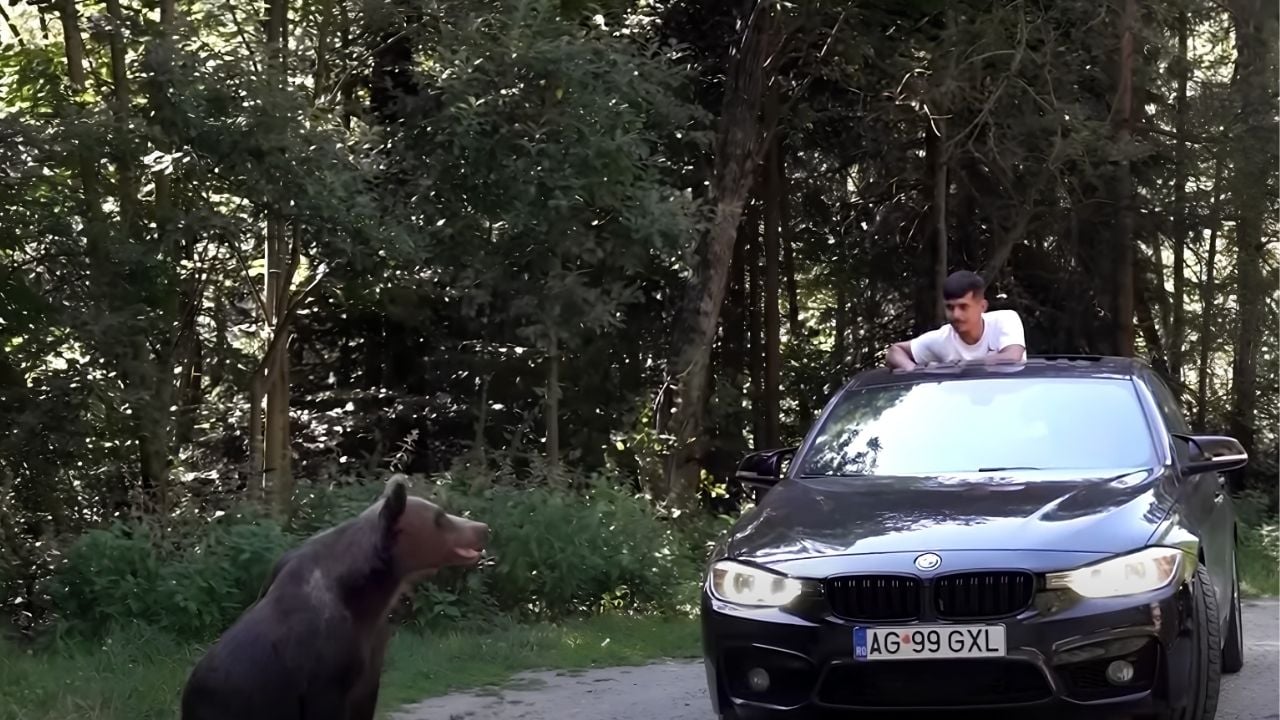 romania-bears