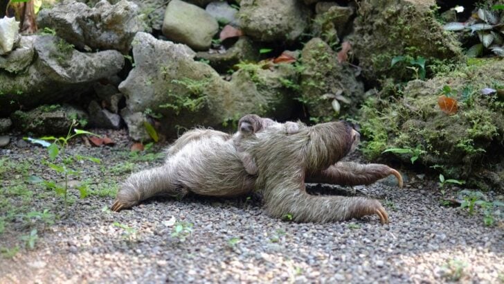 57 Sloths Died Before This Florida Attraction Ever Opened, No Foul Play Found
