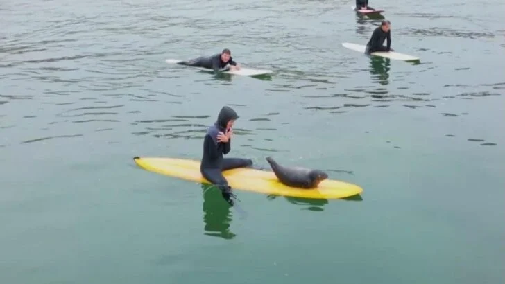 Adorable Young Seal Hops Between Surfboards to Catches Waves and Nap With San Diego Surfers