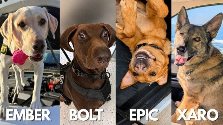 TSA’s Cutest Canine Contest Named a Winner on National Dog Day (August 26)