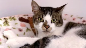 Kitten Thrown From a Moving Car, Gets Remarkable Happy Ending