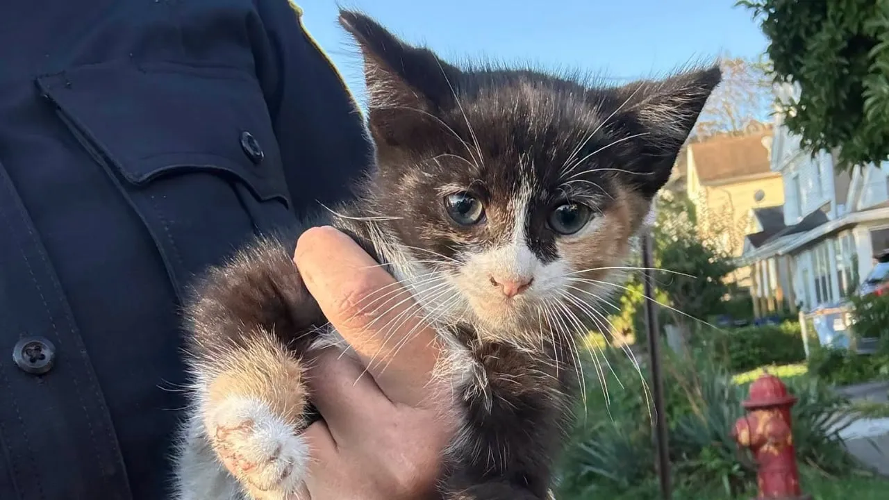 Kitten car rescue.