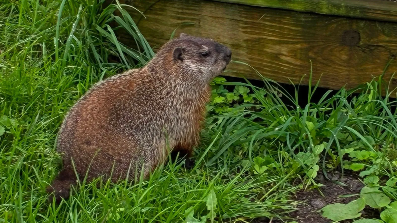 A Groundhog.