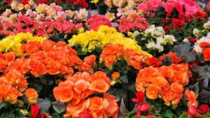 The 9 Plants Nursery Workers Quietly Add To Their Own Gardens Every Fall
