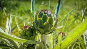 12 Foods to Plant Them Once and Harvest for Years To Come