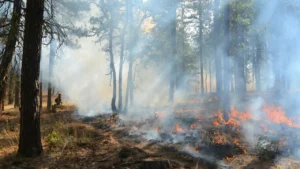 Is Your House A Wildfire Target? 7 Things That Increase Your Risk At Home