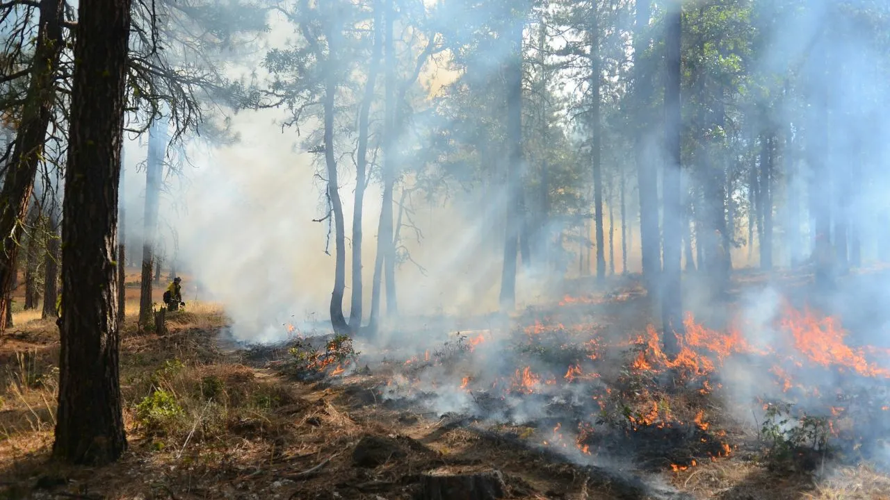 A forest filled with lots of fire and lots of smoke.