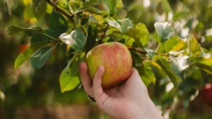 7 Easy Fruit Trees for Beginners that Practically Grow Themselves