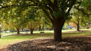 Is Your Foundation In Danger? If You Have Any of These 10 Trees in Your Yard, It Might Be