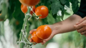 Waiting for The Perfectly Ripe Tomato? 8 Vegetables You’re Probably Picking at the Wrong Time