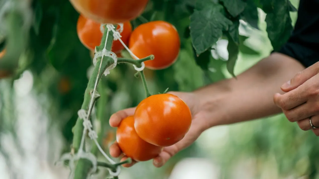 A person picking tomatoes off of a plant.