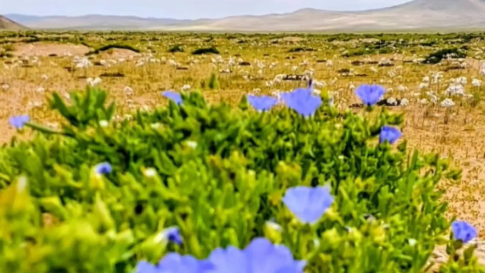 Atacama Desert.