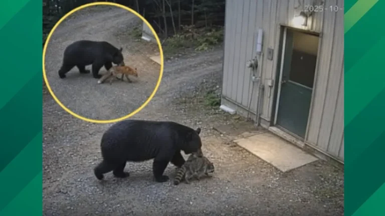 Bear story hoax.