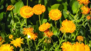 Your Backyard Pharmacy: 12 Medicinal Herbs Worth Growing Yourself