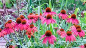 Close-up of pink echinacea flowers blooming in a garden in early summer.