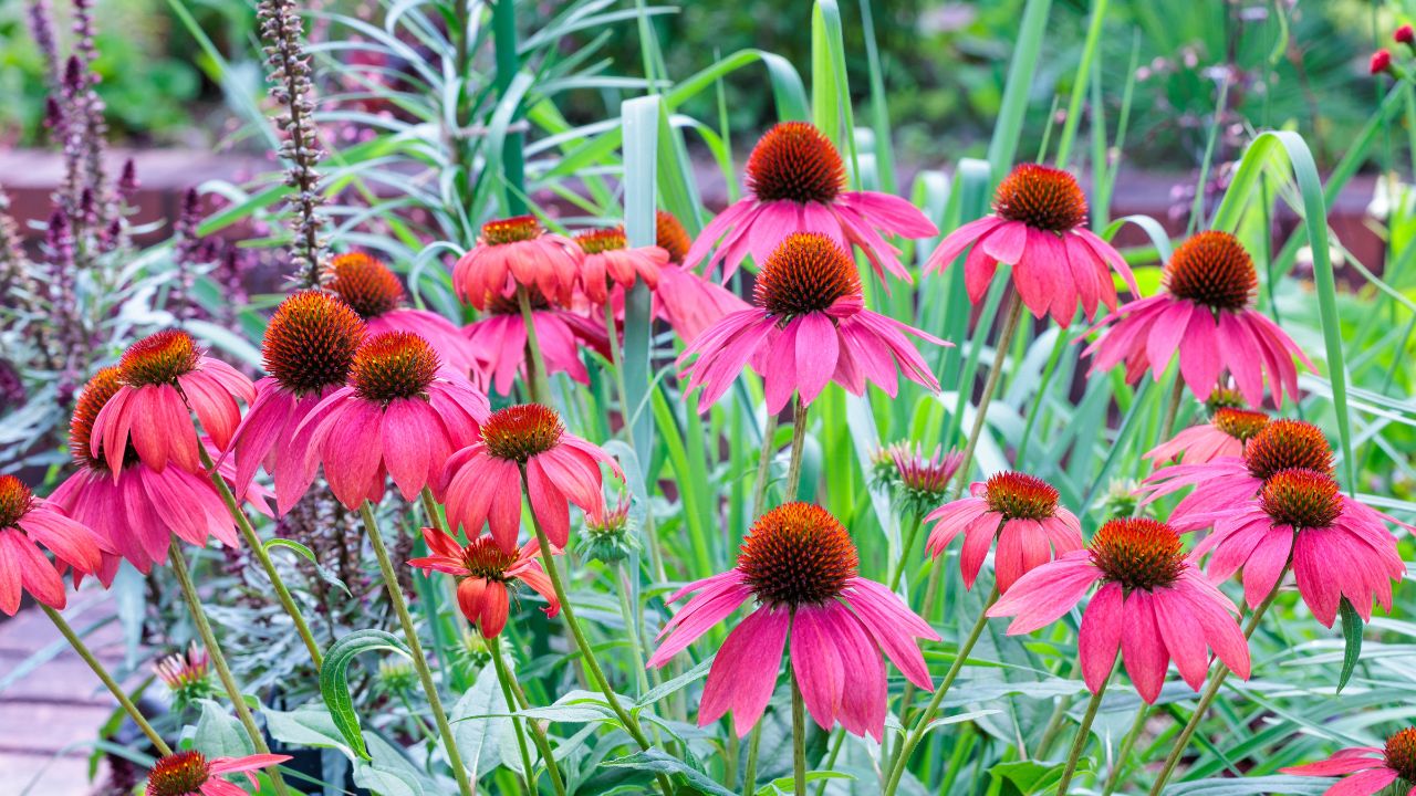 Close-up of pink echinacea flowers blooming in a garden in early summer.