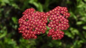 Closeup of a cluster of red yarrow