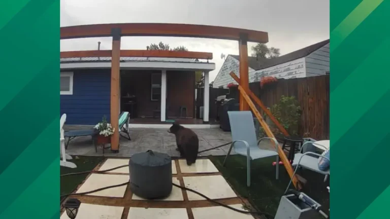 Colorado Bear Attacks.