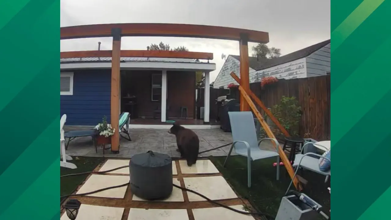 Colorado Bear Attacks.