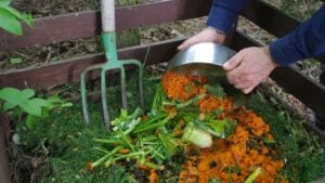 Compost organic waste. Food recycling at home backyard garden and sustainable living. Man throws kitchen vegetable and fruit leftover for biodegradation.