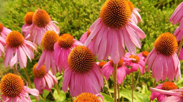 Cone flower in August, Auburn WA