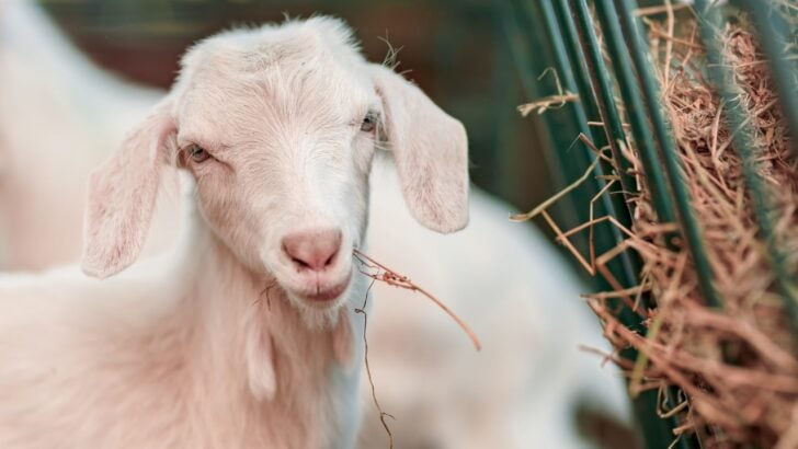 North Carolina Petting Zoo Visitors Warned After 3 Baby Goats Test Positive for Rabies