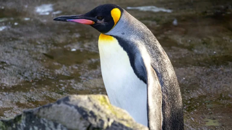 Emperor-Penguins.
