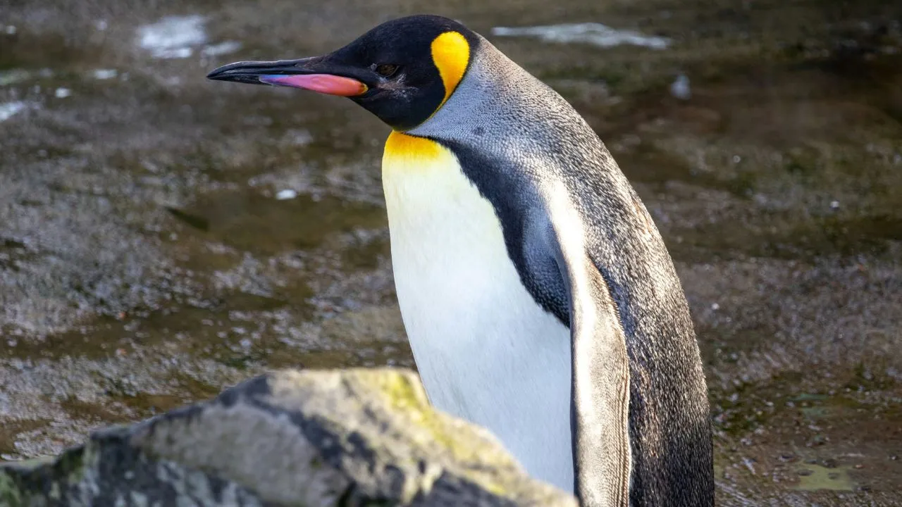 Emperor-Penguins.