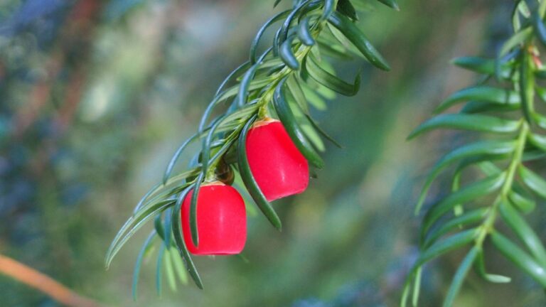 European Yew (Taxus baccata) cones, plant cultivated in Wrocław University Botanical Garden, Wrocław, Poland.