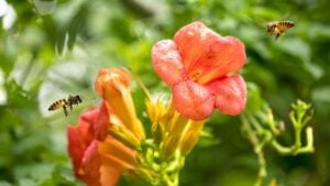 Flying Honey bee collecting pollen from orange Campsis radicans flower with sunlight of spring season
