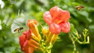 Flying Honey bee collecting pollen from orange Campsis radicans flower with sunlight of spring season