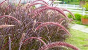 Fountain grass or pennisetum alopecuroides