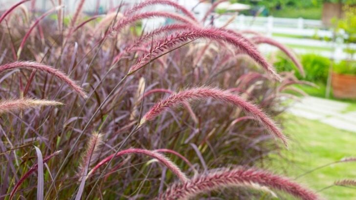 Design Your Garden With This Effortless French Aesthetic from the 2026 Chelsea Flower Show