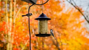 Why Wildlife Experts Are Telling People to Take Down Their Bird Feeders