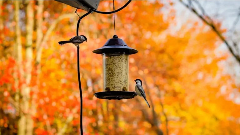 Gray birds on black steel bird feeder during daytime.