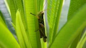 Grasshoppers Can Wipe Out Your Garden in 24 Hours. Here’s How to Stop Them