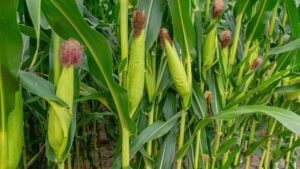 Green leafy stalks of corn plant close up. Growing maize, one of the most popular and in-demand agricultural crops.