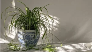 Stop Killing Your Houseplants by Recognizing These 8 Stress Signals
