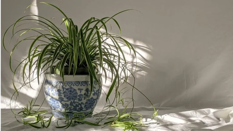 Green plant on blue and white floral ceramic pot.